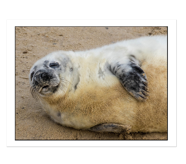 Grey seal pup