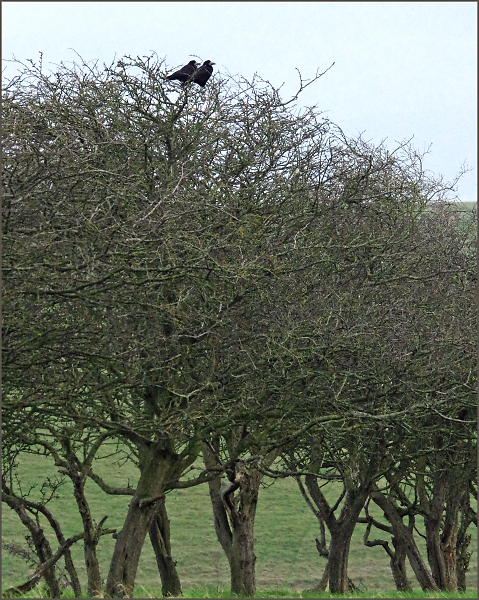 Hawthorn Thicket, Two Rooks.