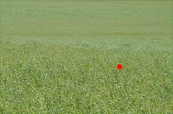 linseed field