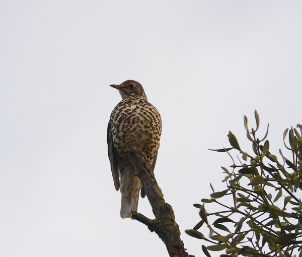 Mistle Thrush
