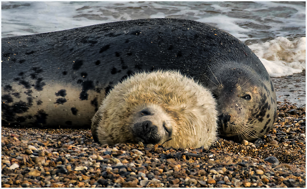 Mother and baby grey seal