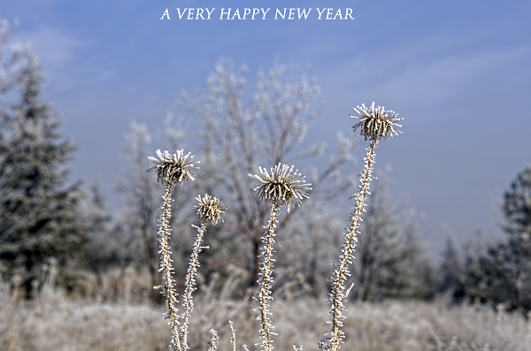 New Year