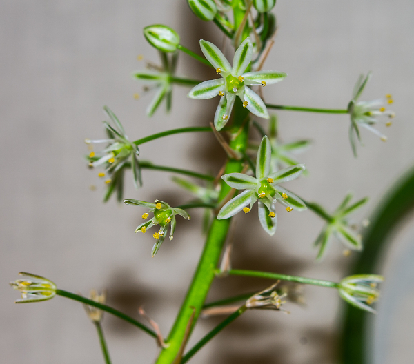 ornithogalum longibracteatum