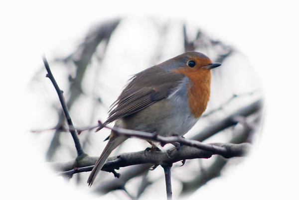 Robin