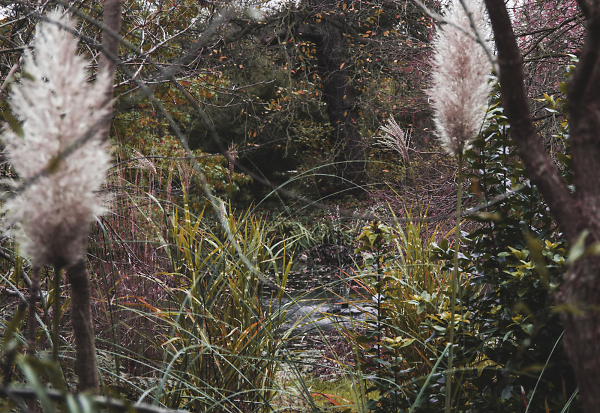 The little pond in the woods