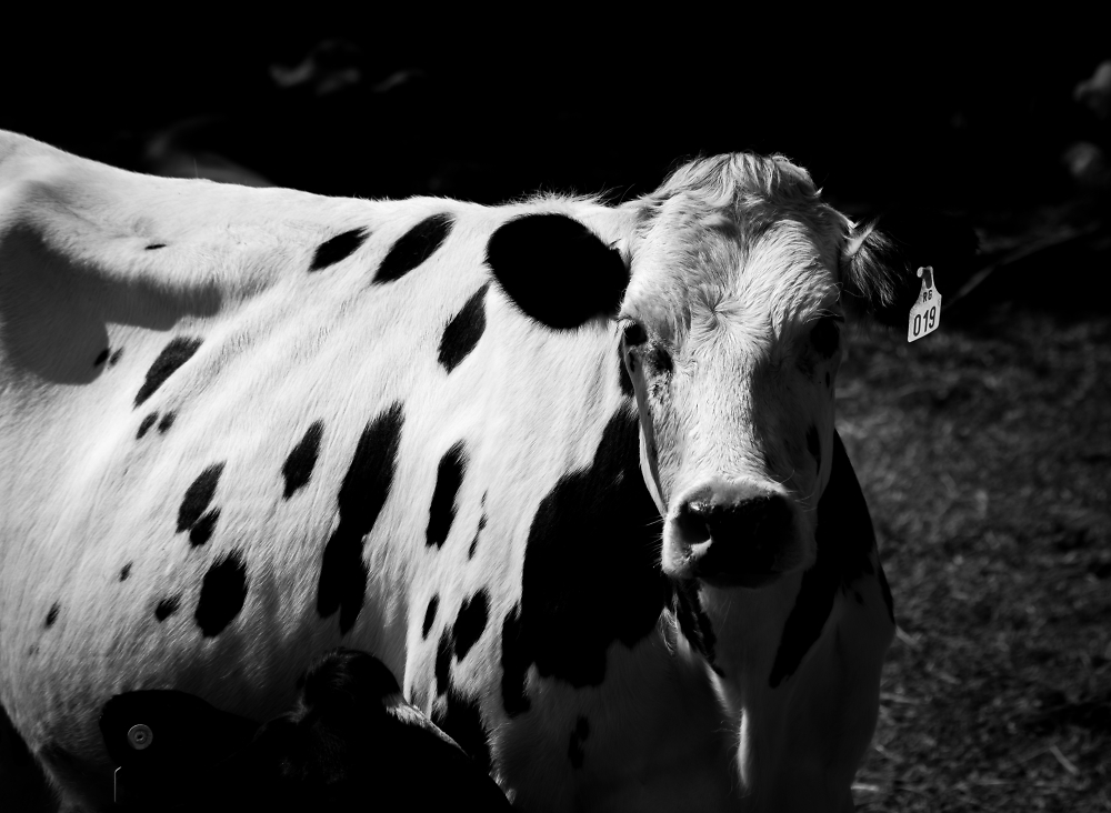 B&W cow