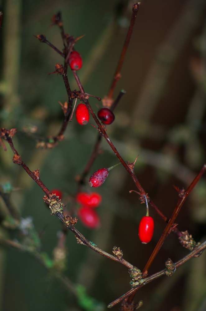 berries