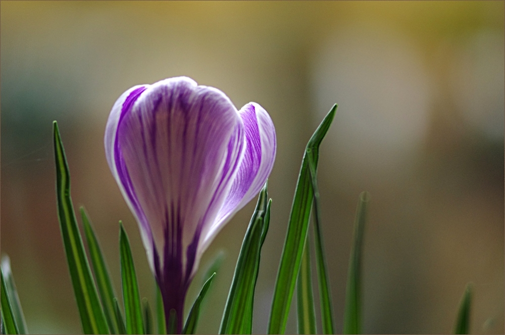 first crocus