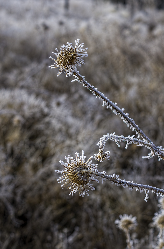 Frosted Spiky Weed