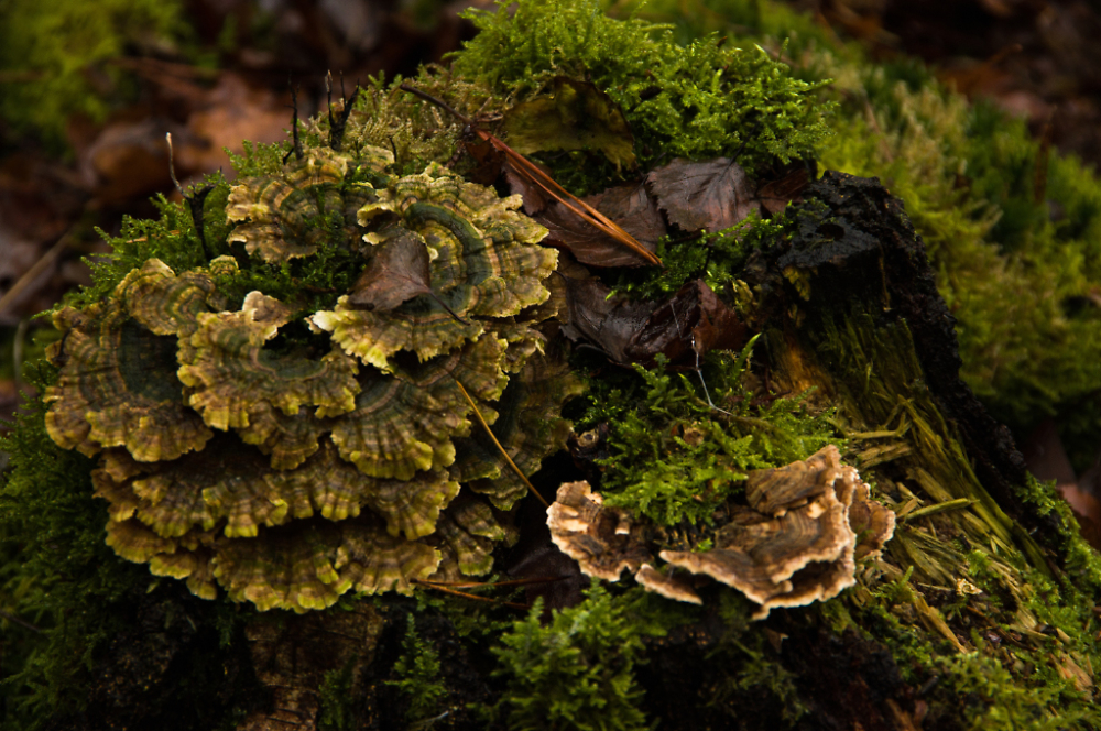 Fungi & Moss