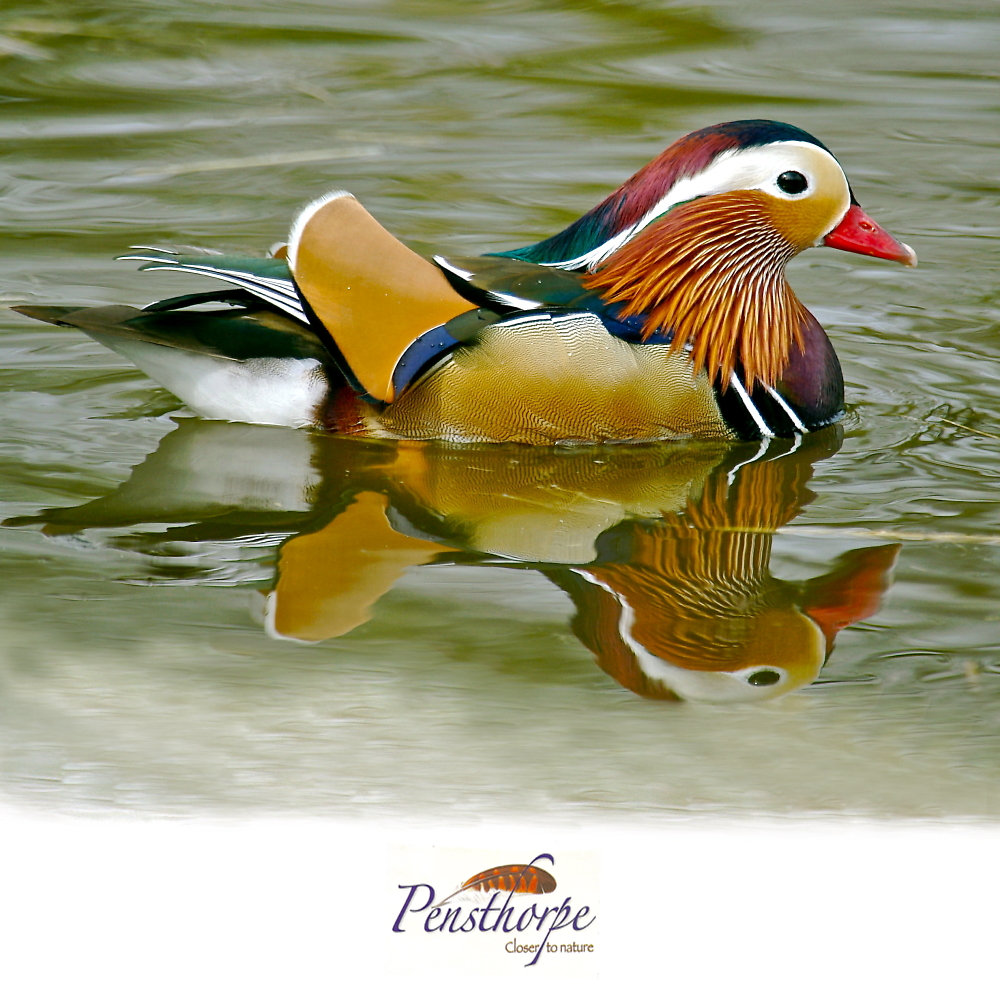 Mandarin duck