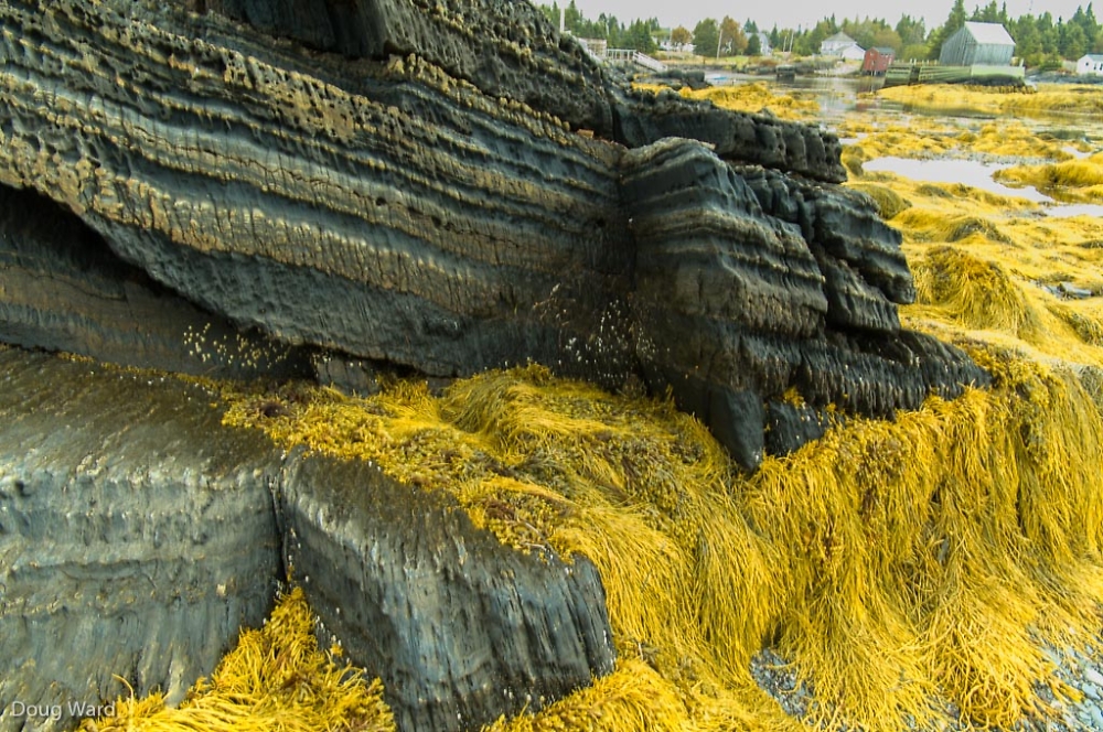 seaweed & marvelous rock formation
