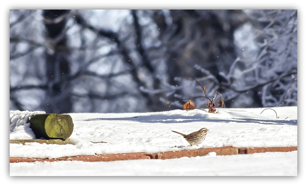 Snowbird