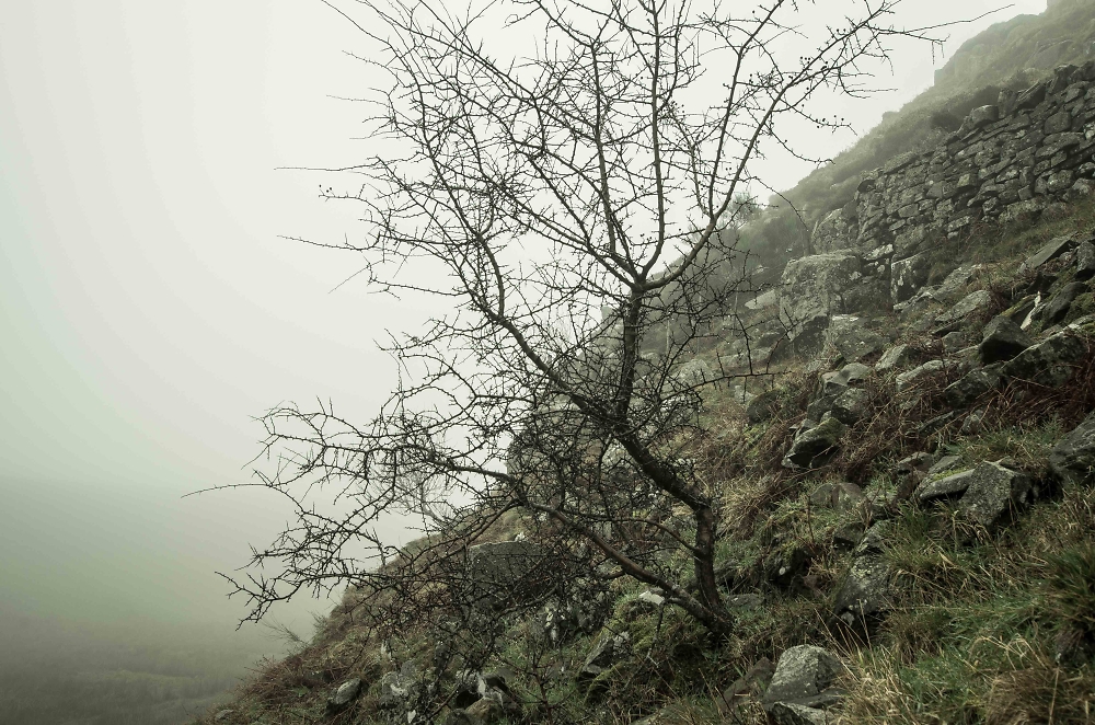 Tree on Peel Crag