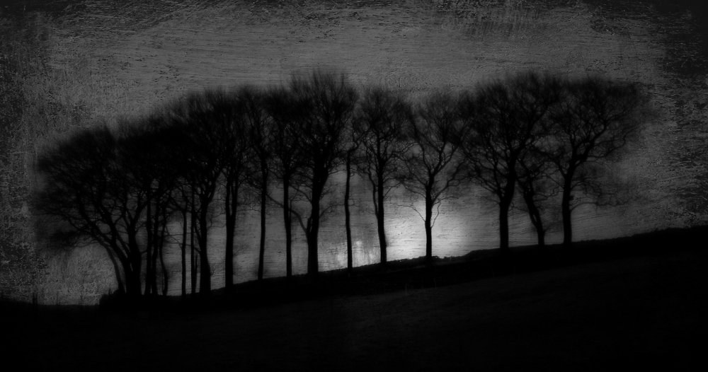 Winter trees