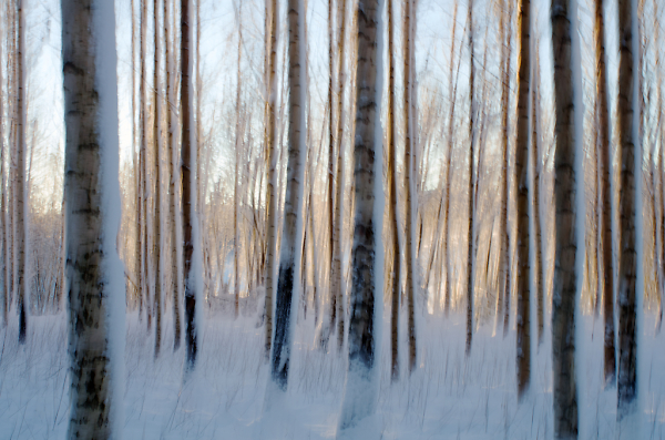 Birches Winter