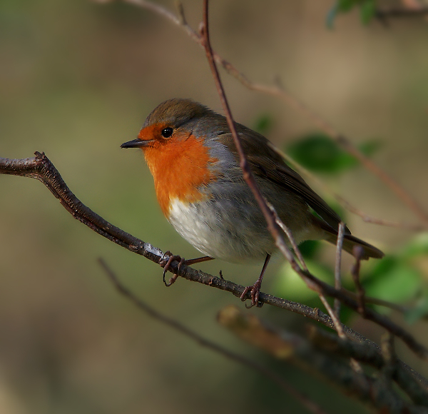 Bobbin Robin