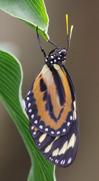 butterfly at wisley