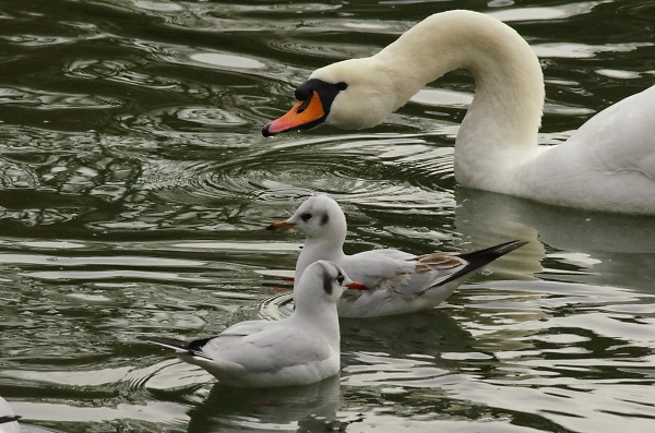 Close Encounter