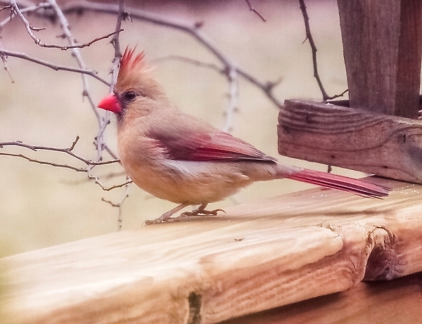 Companion Cardinal