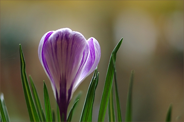 first crocus