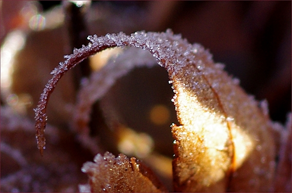 frosty leaf