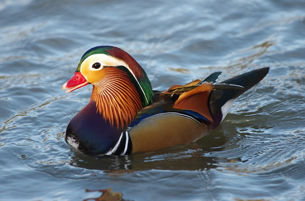 Manderin  Duck
