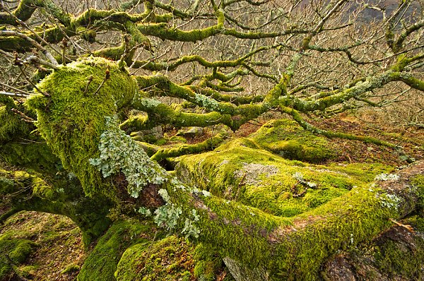 Mel Tor Oak