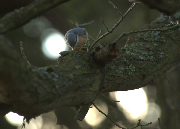 Nuthatch