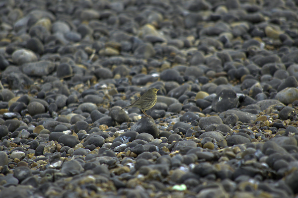Small bird