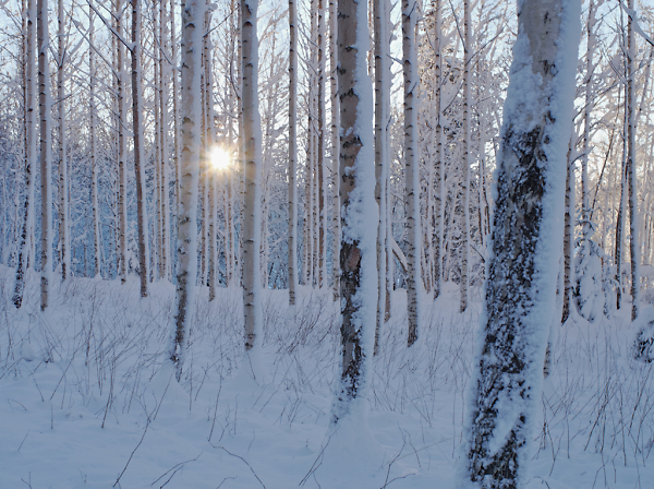 Snow Birches