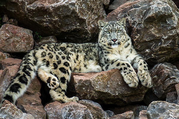 Snow Leopard