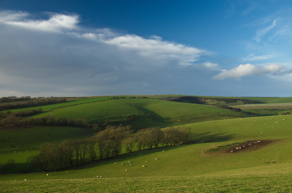 The Downs