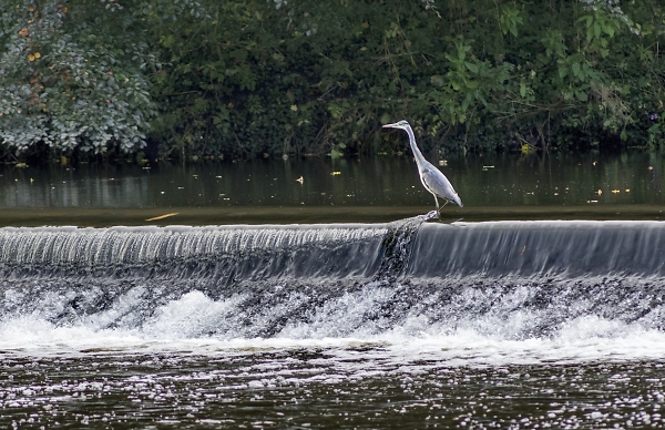 The fisherman