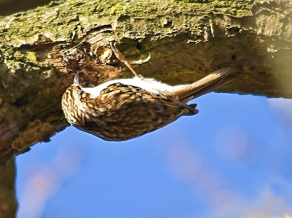 Tree Creeper