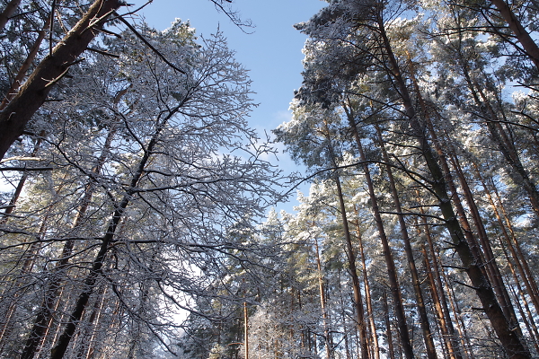 trees