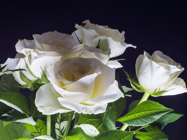 Uplit Rose