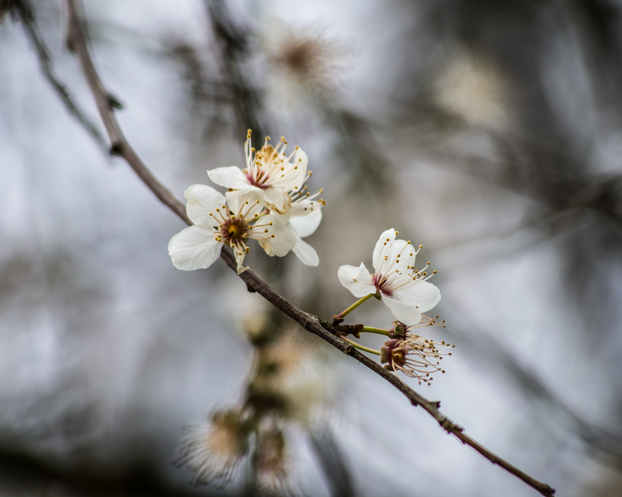 Signs of Spring ?