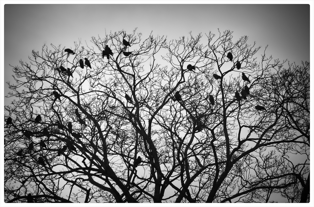 Rooks.
