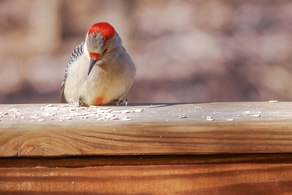 Front View of RedBellied LadderBacked Woodpecker Female by