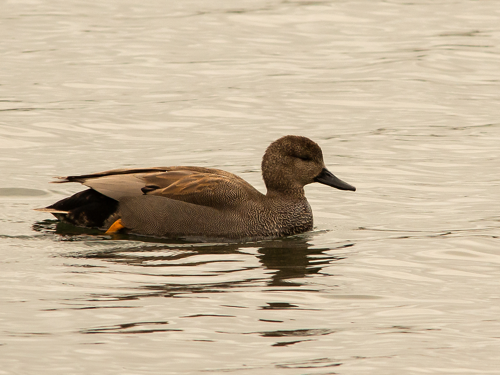 Gadwall