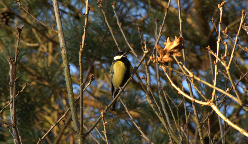 Great Tit