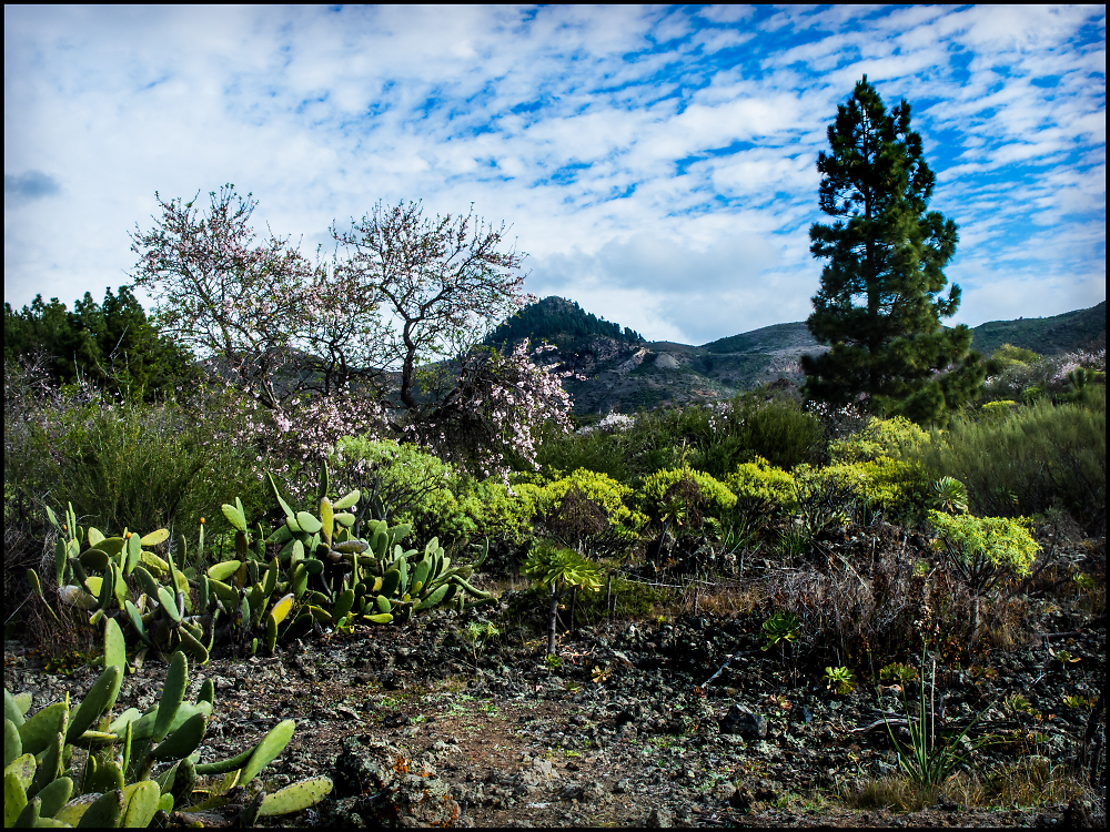 Landscape with Almond Blossom, Valle de Arriba, Tenerife