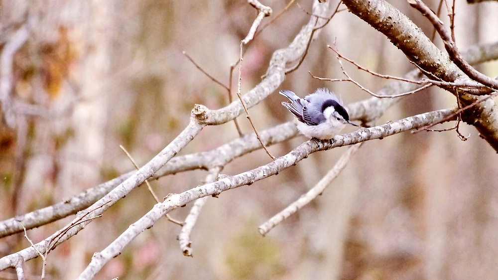 White-Breasted Nuthatch - Male