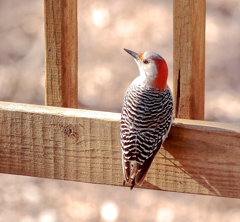 Red-Bellied Ladder-Backed Woodpecker - Female