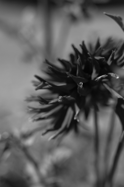 a shadow upon flourishes