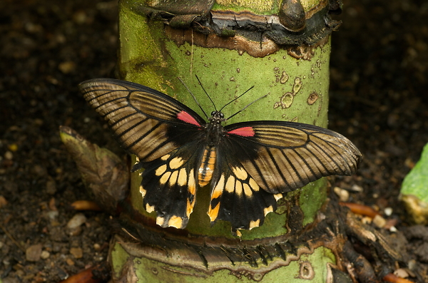 Another Tropical butterfly