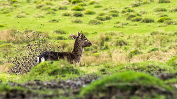 Berkeley Deer