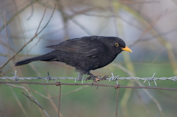 Blackbird