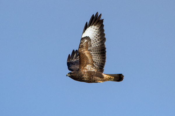 Buzzard